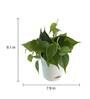 Philodendron Oxycardium Green Natural Plant In White Self Watering Plastic Pot