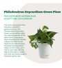Philodendron Oxycardium Green Natural Plant In White Self Watering Plastic Pot