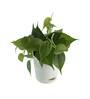 Philodendron Oxycardium Green Natural Plant In White Self Watering Plastic Pot