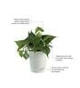 Philodendron Oxycardium Green Natural Plant In White Self Watering Plastic Pot