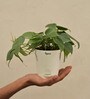 Philodendron Oxycardium Green Natural Plant In White Self Watering Plastic Pot