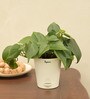 Philodendron Oxycardium Green Natural Plant In White Self Watering Plastic Pot