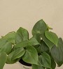 Philodendron Oxycardium Green Natural Plant In White Self Watering Plastic Pot