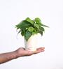 Philodendron Oxycardium Green Natural Plant In White Self Watering Plastic Pot