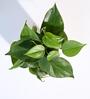 Philodendron Oxycardium Green Natural Plant In White Self Watering Plastic Pot