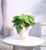 Philodendron Oxycardium Green Natural Plant In White Self Watering Plastic Pot