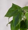 Philodendron Oxycardium Green Natural Plant In White Self Watering Plastic Pot