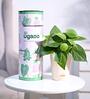 Philodendron Oxycardium Green Natural Plant In White Self Watering Plastic Pot