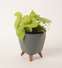 Philodendron Oxycardium Golden Plant With Lagos Grey Pot