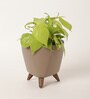 Philodendron Oxycardium Golden Plant With Lagos Mocca Pot