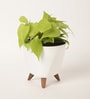 Philodendron Oxycardium Golden Plant With Lagos White Pot