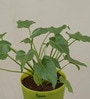 Philodendron Xanadu