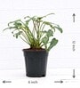 Philodendron Xanadu With Pot Natural Plant