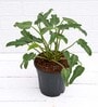 Philodendron Xanadu With Pot Natural Plant