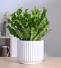 Phoenix White Ceramic Planter