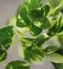 Photosphilo Polyester Artificial Alluring Hanging Creeper Plant with Hanging Metal Stand