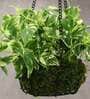 Photosphilo Polyester Artificial Alluring Hanging Creeper Plant with Hanging Metal Stand