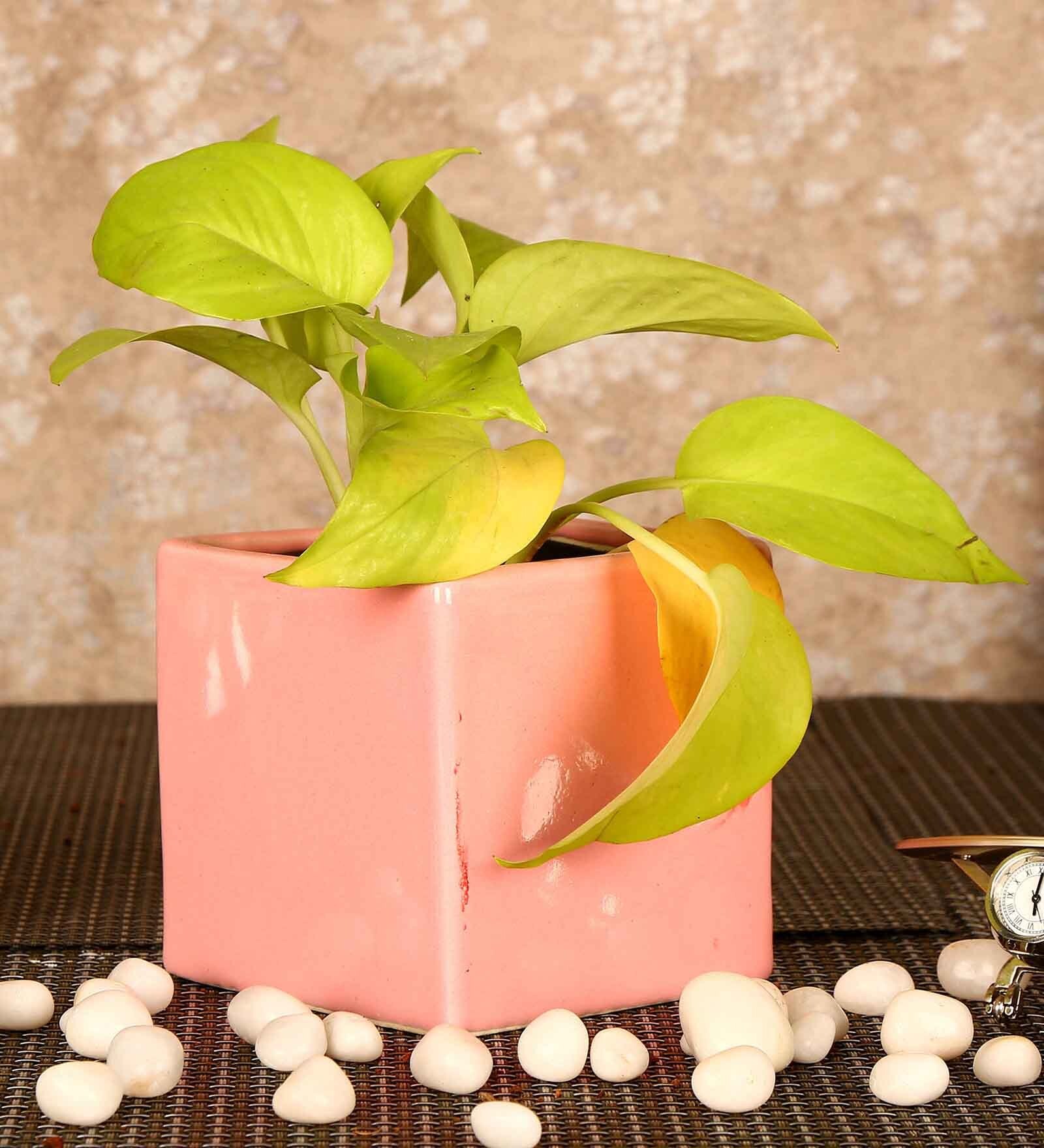 Box Square Pot Buy Pink Ceramic Medium Square Box Shape Flower Pot at 30% OFF by ...