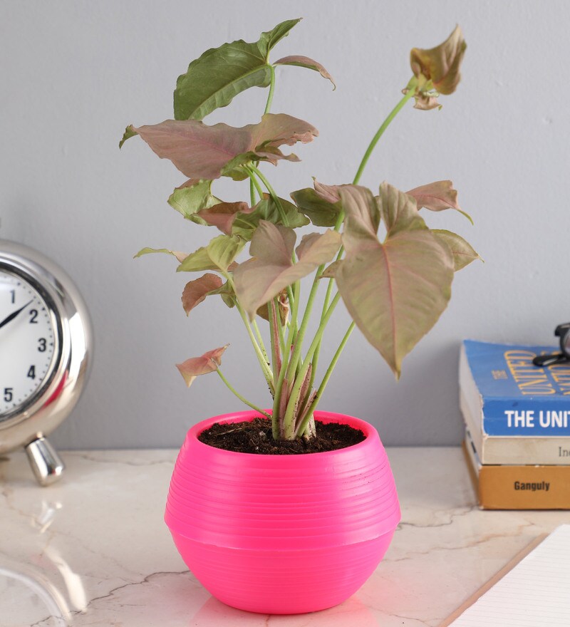 Buy Pink Plastic Pot Syngonium Pink Natural Plant by Ferns N Petals