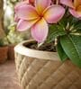 PINE Beige 12 Inch German Polymer Round Plant Container With Saucer