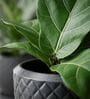 PINE Grey 12 Inch German Polymer Round Plant Container With Saucer