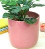 Pink Ceramic Big Planter