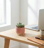 Pink  3.5-Inch Ceramic Flower Pot
