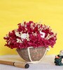 Pink Sola Natural Dried Flowers On Coconut Shell Decorated With Coir