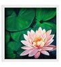Pink Water Lilies Handmade Acrylic Paint On Canvas Unframed