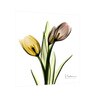 Pink Yellow tulips Faith Poster Print Flower Canvas art Print, Modern X-Ray Wall Painting For Living Room D cor
