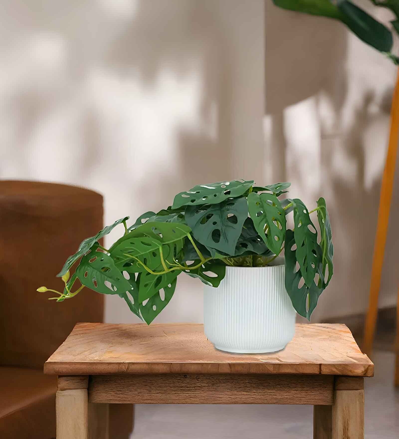 Farm Philodendron Plant