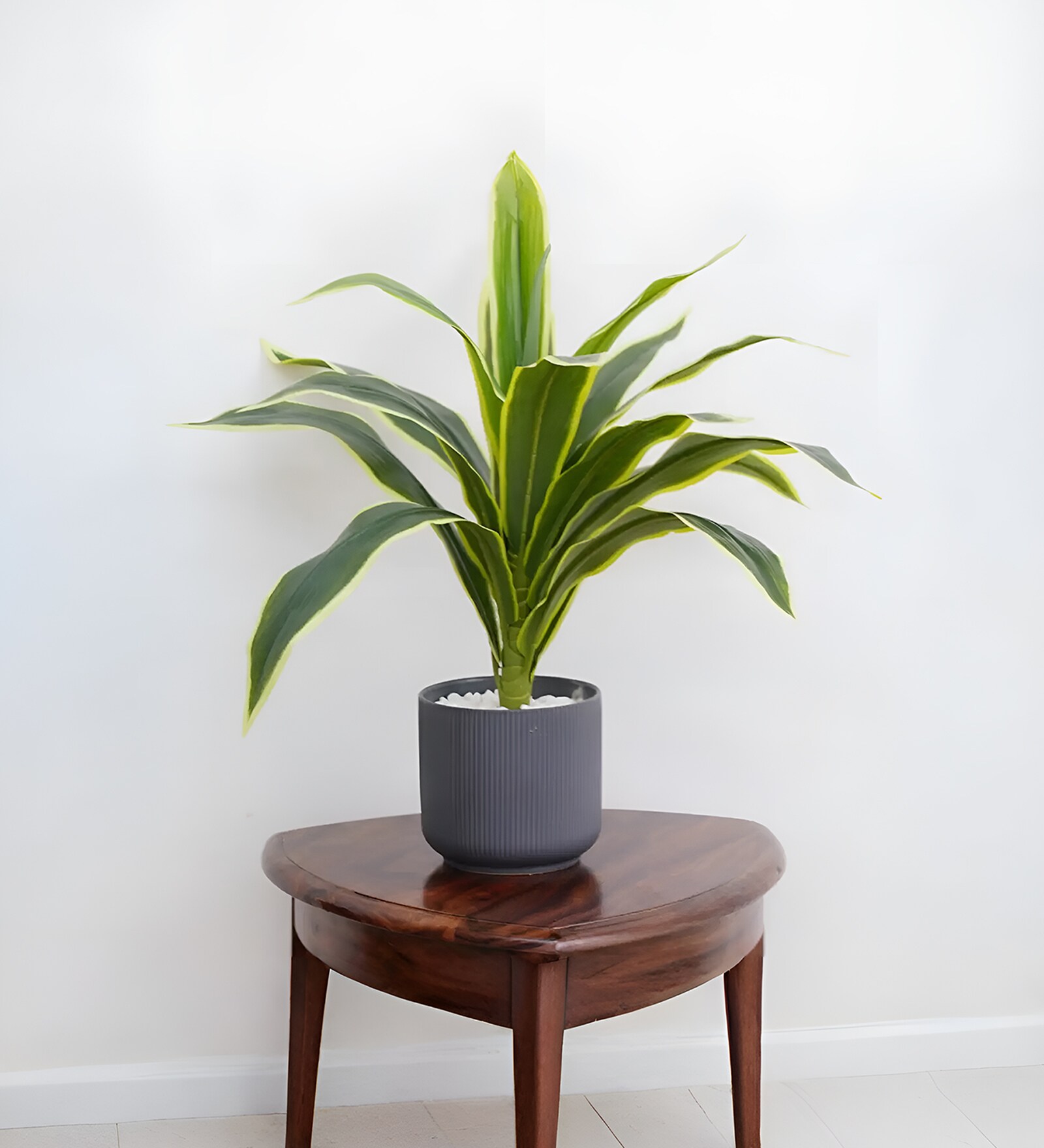 Dracaena Lime Plant