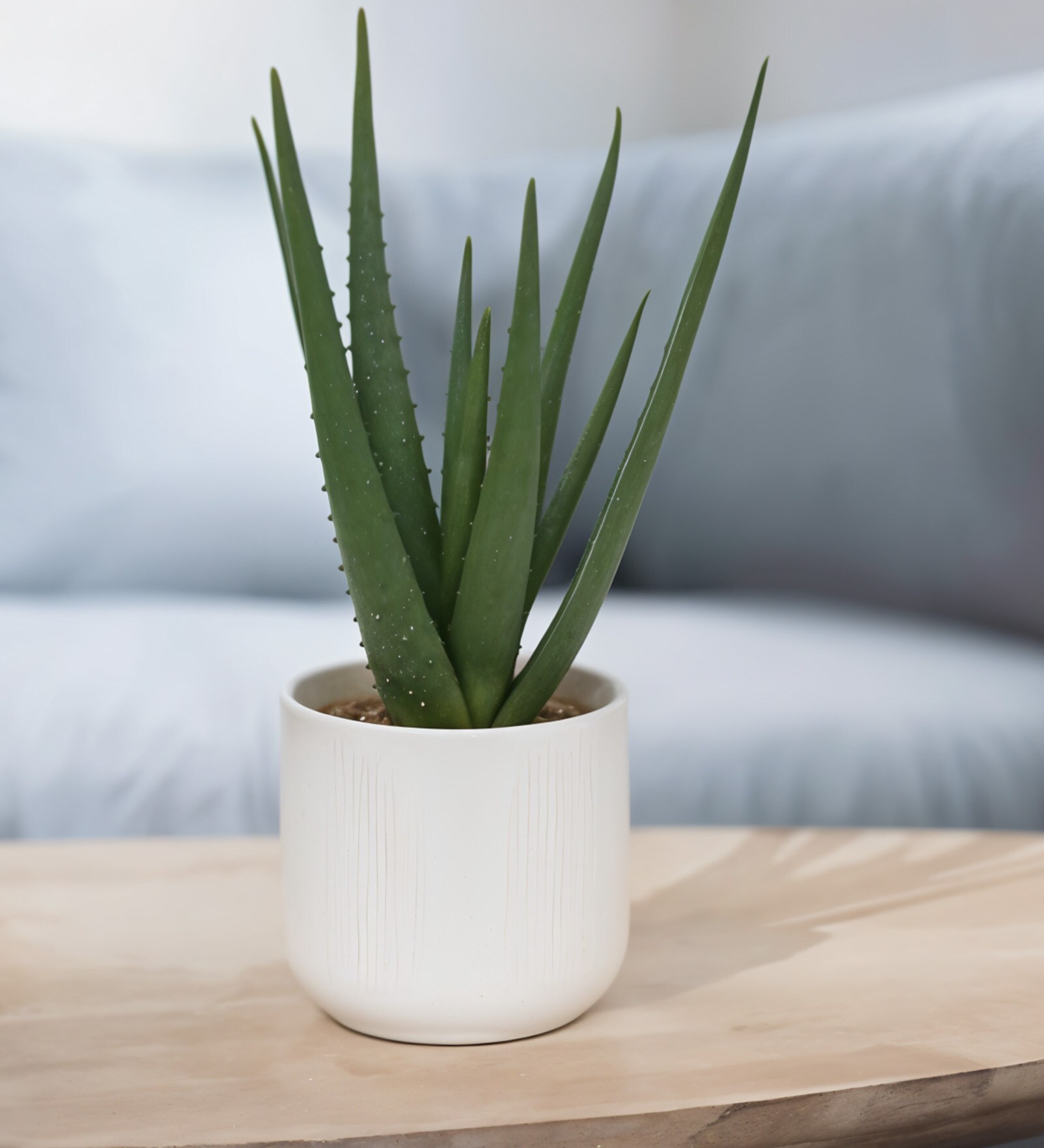 Sisal Plant