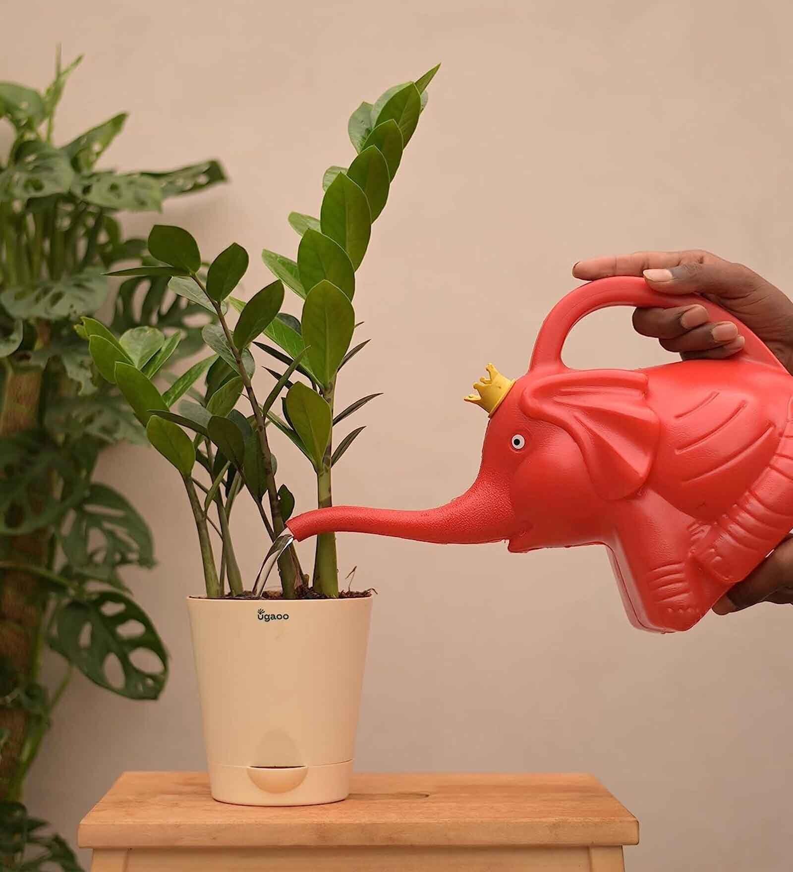 Buy Plastic Elephant Large Plant Watering Can 3 L at 17 OFF by Ugaoo Pepperfry