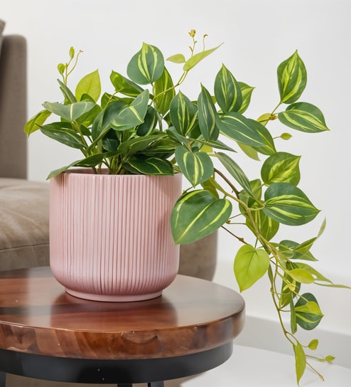 Peperomia Plant