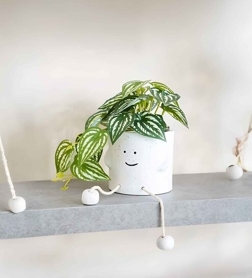 Monstera Mini Plant