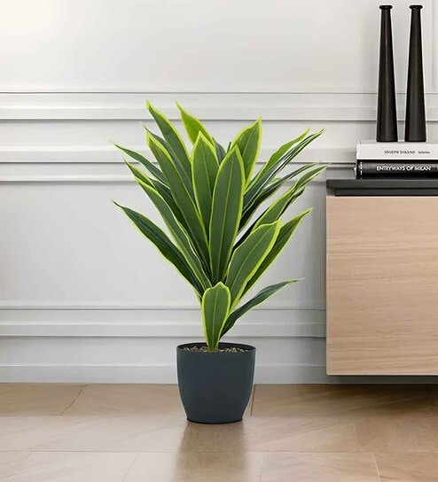 Dry Cheena Plant