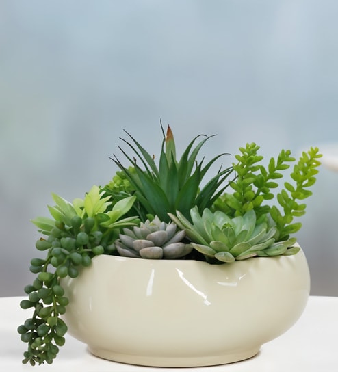Faux Multi Succulent Set