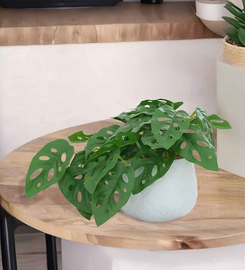 Philodendron Plant