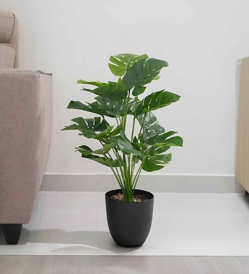 Prayer Plant