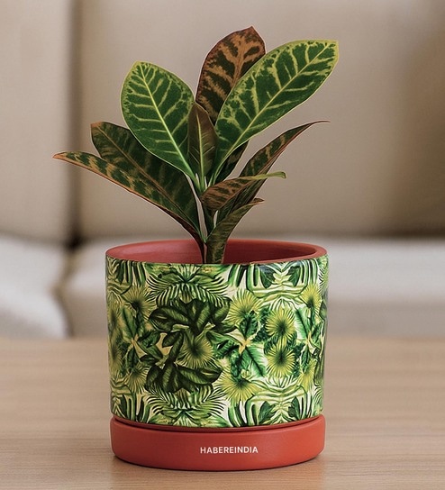 (1Pc) Red & Green Terracotta Plant Pot