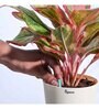 Plant Food Fertilizer Green Sticks for All Plants ( 20)