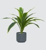 Dracaena Lime Plant