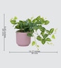Peperomia Plant