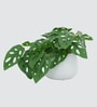 Philodendron Plant