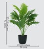 Areca Palm Plant