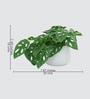 Philodendron Plant