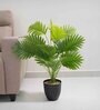 Areca Palm Plant