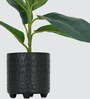 Rubber Fig Plant