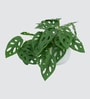 Philodendron Plant
